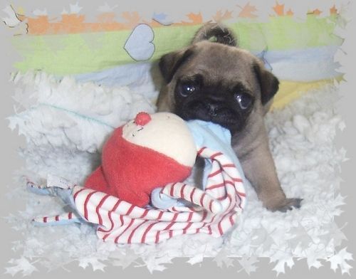 File:Pug-puppies-mops-welpen-beige.jpg