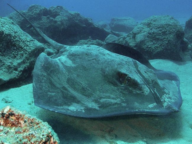 File:Roughtail stingray tenerife.jpg