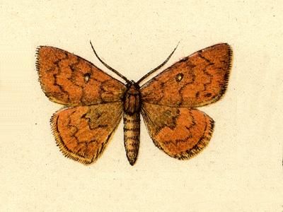 File:Semaeopus vincentii.JPG