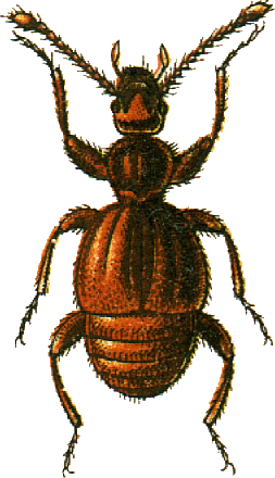 File:Trichonyx sulcicollis Jacobson.png