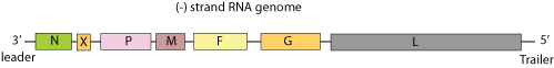 File:Viralzone.expasy.org.7237.Sunshineviridae.genome.png