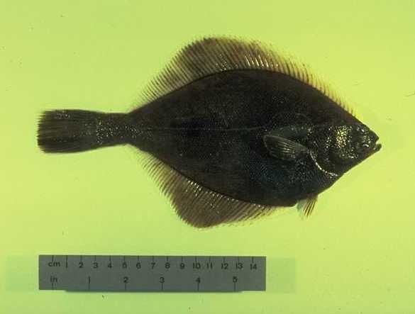 File:Yellowfin sole.jpeg