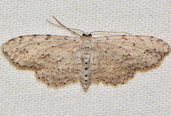 File:- 6442 – Pimaphera sparsaria (16222438961).jpg