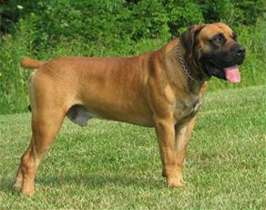 File:.HuntHillBoerboelsGunston1.jpeg