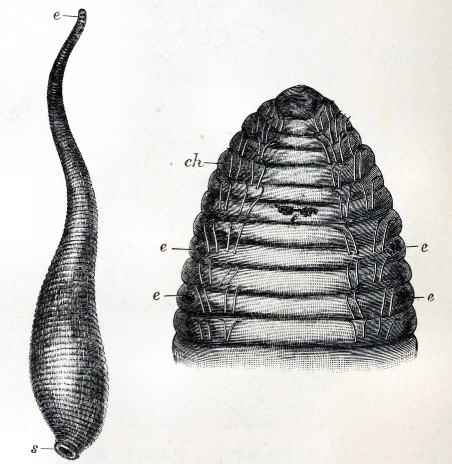 File:Acanthobdella 001.png