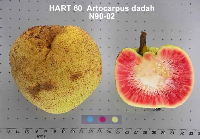 File:Artocarpus dadah fruit.jpg