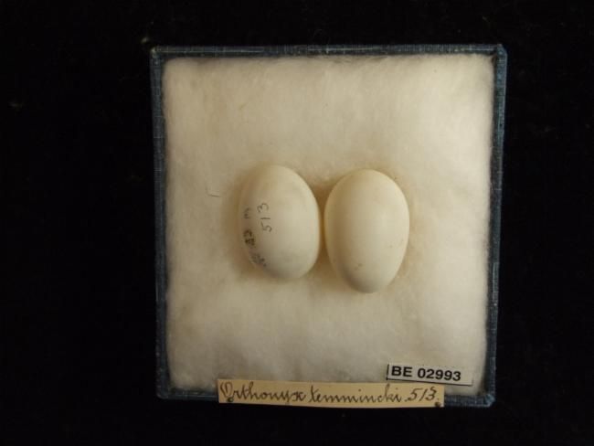 File:Australian Logrunner Eggs.jpg