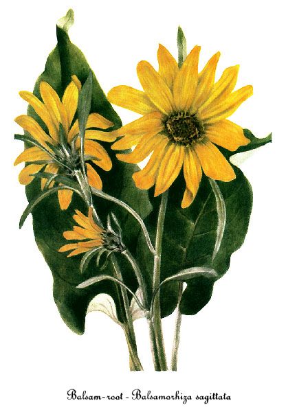 File:Balsamorhiza sagittata, by Mary Vaux Walcott.jpg