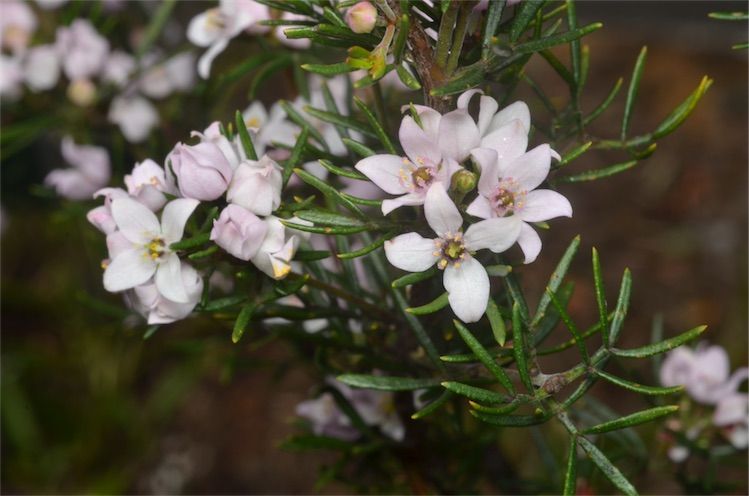 File:Boronia hemichiton.jpg