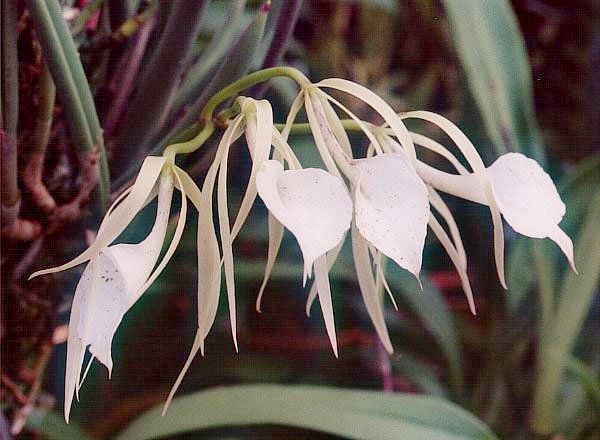 File:Brassavola-nodosa.jpg