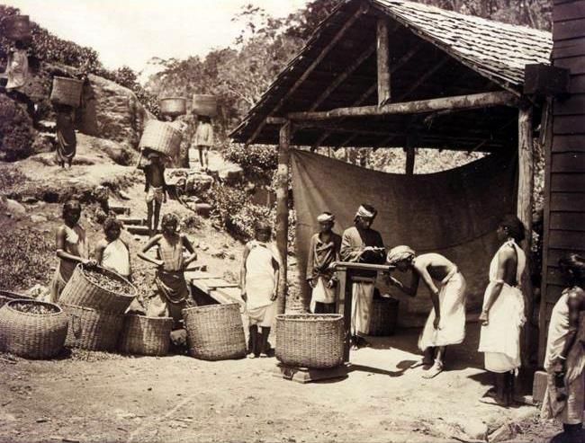 File:Bringing in the tea leaf, Darjeeling, 1890.jpg