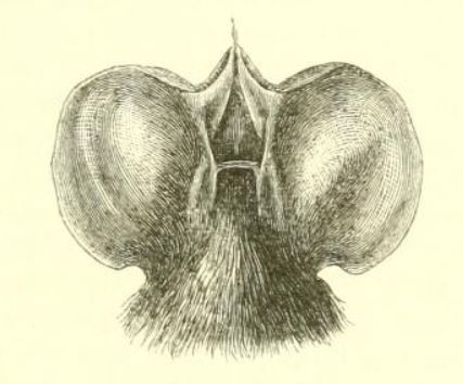 File:Chaerephon johorensis.jpg