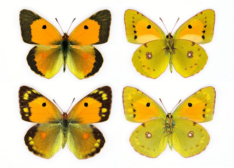 File:Colias croceus plate.jpg