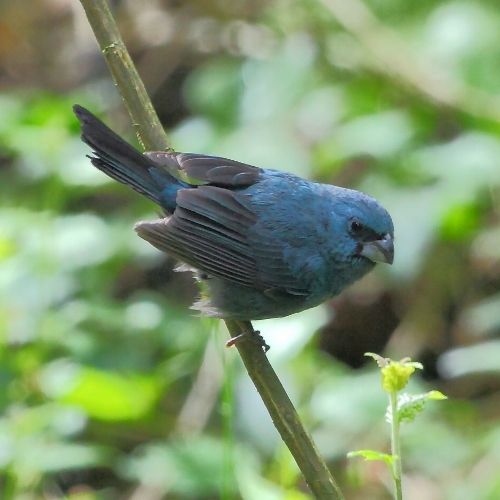 File:Cyanoloxia glaucocaerulea - Glaucous-blue Grosbeak.jpg