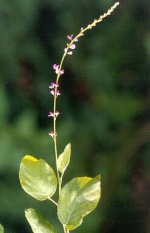 File:Desmodium gangeticum.jpg