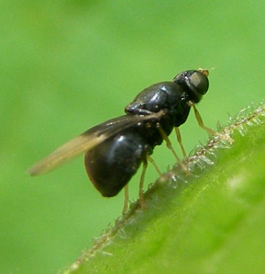 File:Diptera-Stratiomyidae-Pachygaster-atra-201207080122.JPG