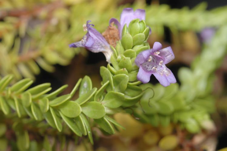 File:Eremophila ternifolia.jpg