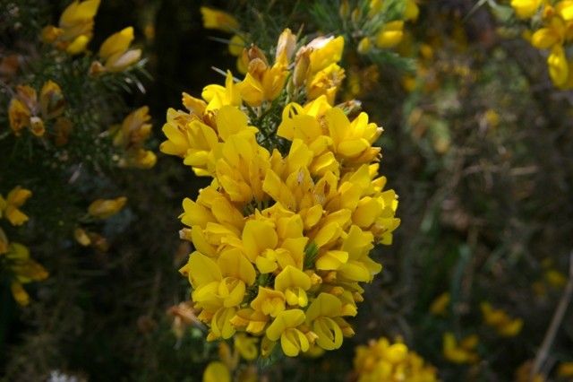 File:Gorse wales3.jpg