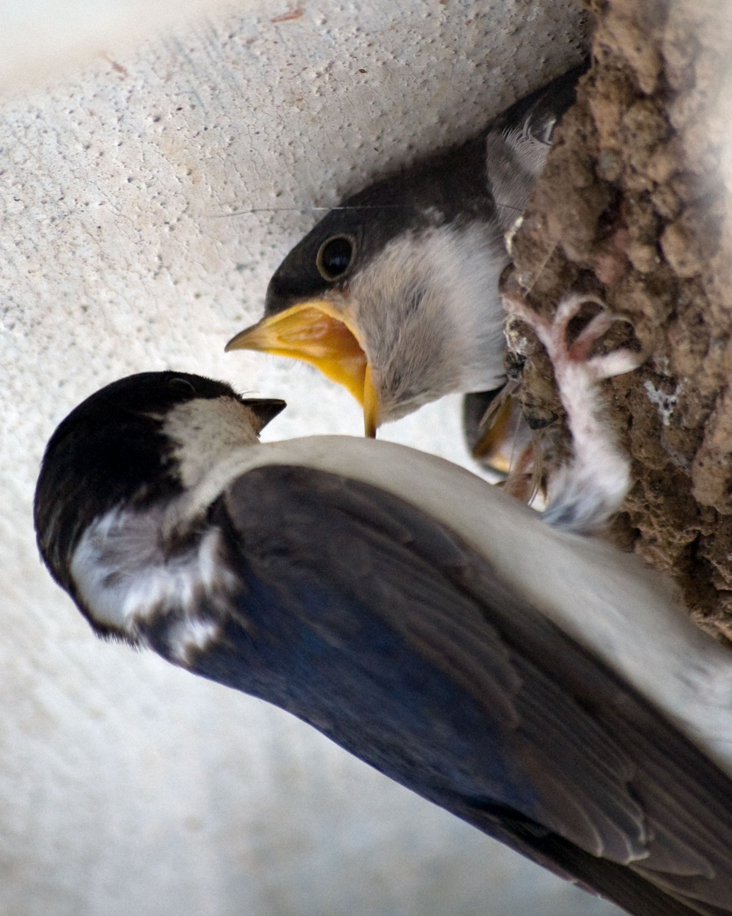 House Martins 2