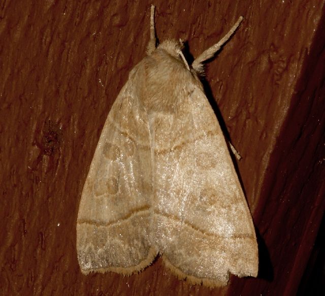 File:Ipimorpha nanaimo.jpg