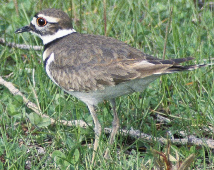 File:Killdeer23.jpg