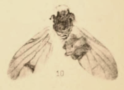 File:Lithortalis picta 1890 pl3 Fig10.png