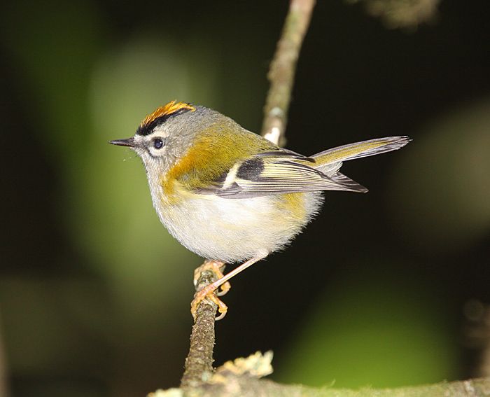 File:Madeiran-Firecrest1-B.jpg