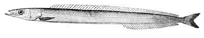 File:Northern sand lance.jpg