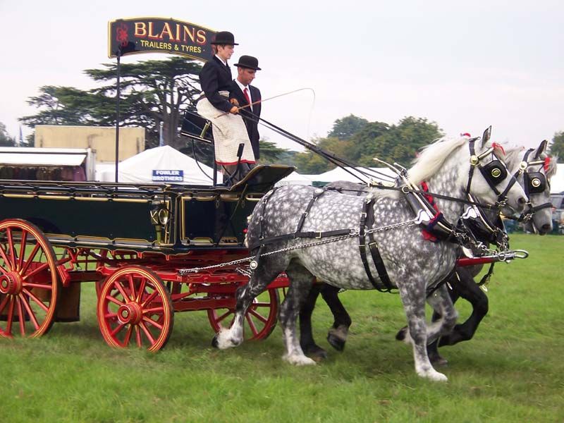 File:Pair of percherons.jpg