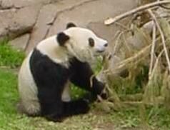 File:Panda-thumbnail.jpg