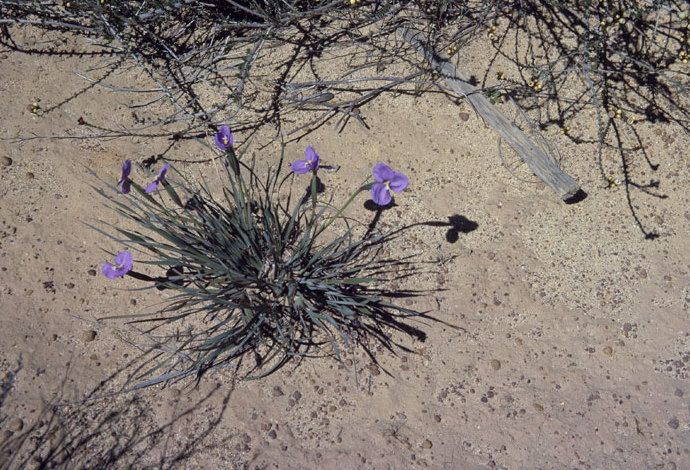 File:Patersonia drummondii.jpg