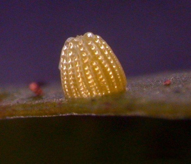 File:Phalantha p egg sec.jpg