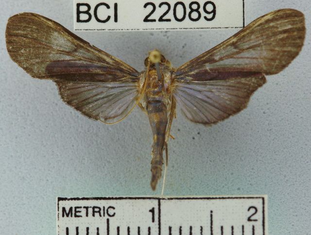 File:Phostria latiapicalis.JPG