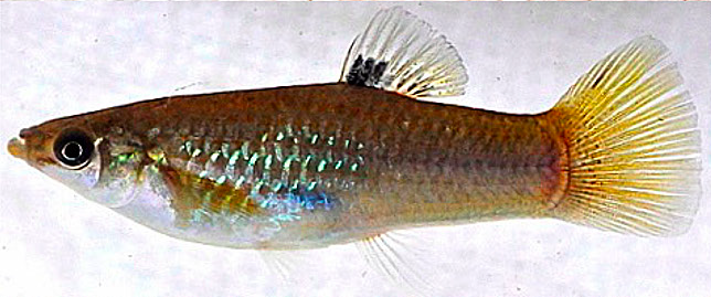 File:Poecilia gillii female.png