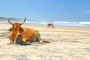 File:Qolora-beach-cows.jpg