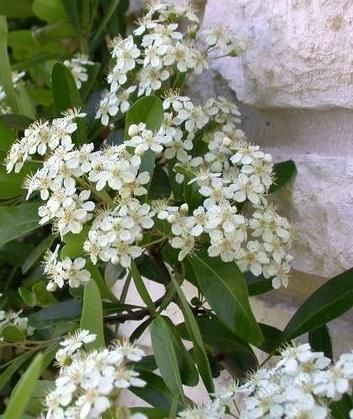 File:Scarlet Firethorn (Pyracantha coccinea).jpg