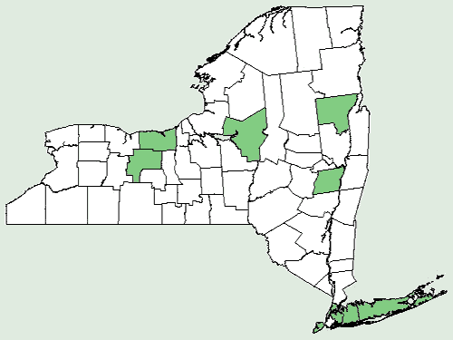 File:Scleria triglomerata NY-dist-map.png