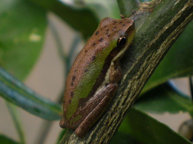 File:Sedge Frog.jpg