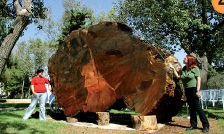 File:Sequoia Tree Trunk slice NPG.jpg