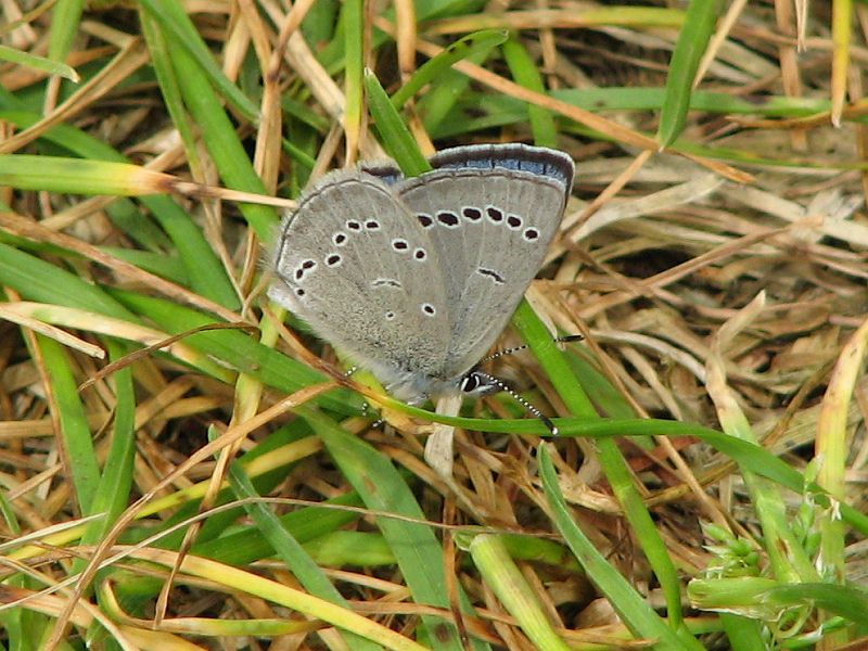 File:Silvery Blue-underside.jpg