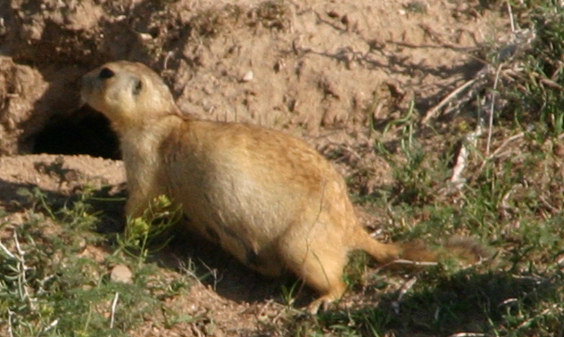 File:Spermophilus fulvus (Uzbekistan).png