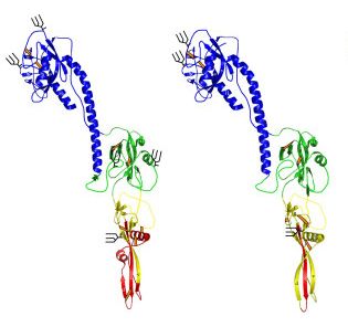 File:THOV GP comp crop (Virol J 2008).jpg