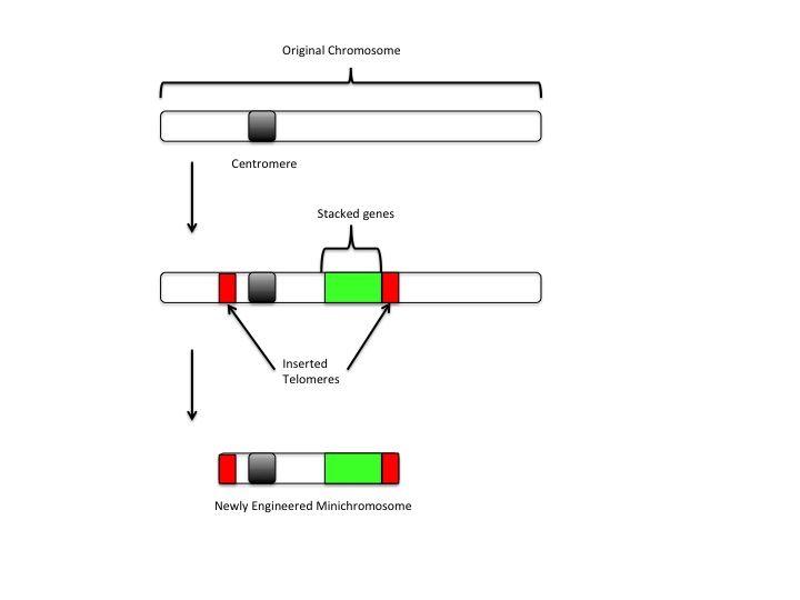 File:Telomere mediated minichromosome production.jpg