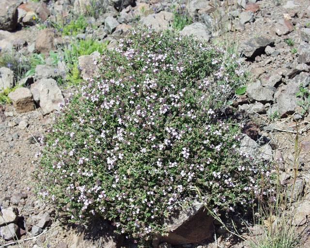 File:Thymus vulgaris1.JPG