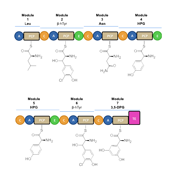 File:Vancomycin Modules.png