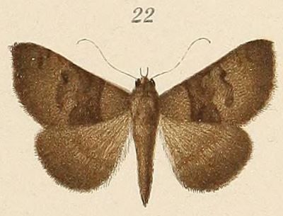 File:Voeltzkow-pl.6-fig.22-Amyna virbioides Pagenstecher, 1907.JPG