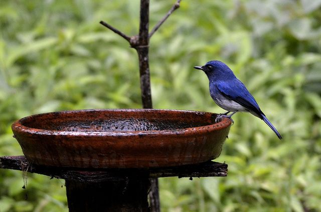 File:White-bellied blue flycatcher male, Ganeshgudi, India.jpg