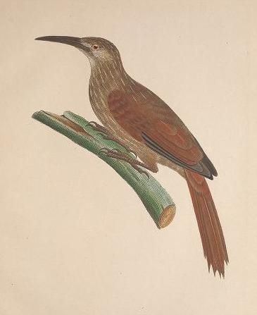 File:Xiphocolaptes falcirostris Aviumspeciesnovae Spix 1824 (cropped).jpg