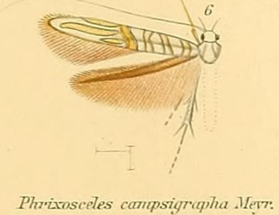 File:06-Phrixosceles campsigrapapha.JPG