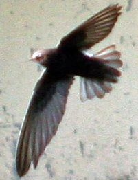 File:Apus affinis flying.jpg